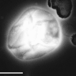Thermolinkus thioreducens