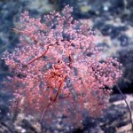 Coral and Brittle Stars, Together Forever