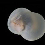 These are a few of my favorite species: Pig Butt Worm