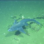 Another Species With Forehead Sexual Organs