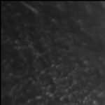 Pollution in deep-sea squid