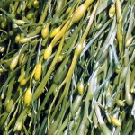 Weed of the Week: The Rihanna Hypothesis Revisited