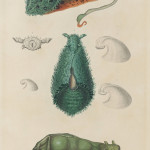 The Astrolabe Molluscs