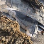Rope found in Blue Whale’s Stomach