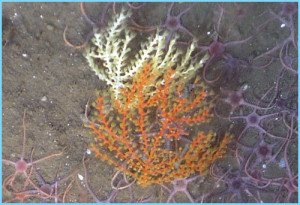 White and red color morphs of Swiftia sp.