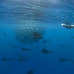 Deep Blue Sailing