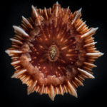 The Fantastical Beasts of the Deep Gulf of Mexico