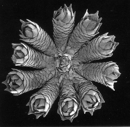 convexella-single1 Plan view of polyps in Convexella, the deepest gorgonian genus