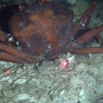 Oil Spill Update: Deep-Sea Degradation