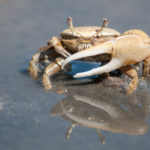 My What A Big Claw You Have! All the Better to Love You With.