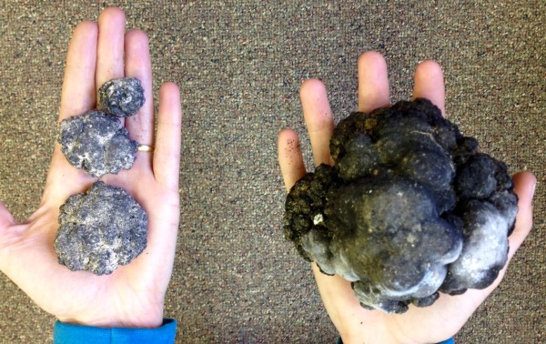 Polymetallic nodules of various sizes. Image credit: Diva Amon.