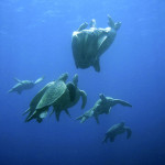 Sea turtles get it on, and on, and on…
