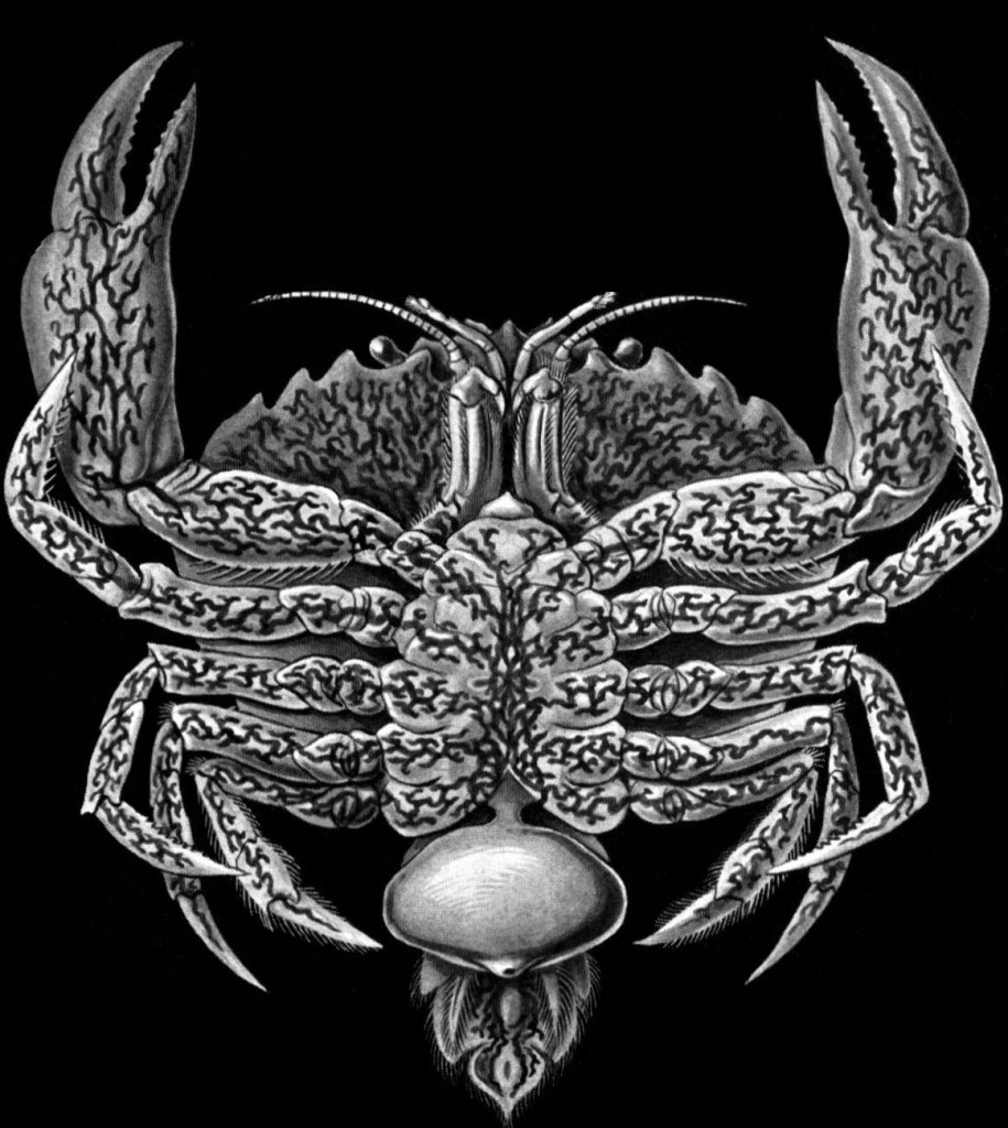 Can you feel the roots of this monster creeping within? Illustrated by Haeckel. From Wikipedia Commons. 