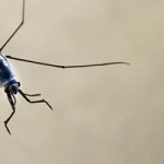 Pacific plastic, sea skaters, and the media: behind the scenes of my recent paper