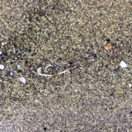 Plastic pollution on Hawaii’s famed green sand beach