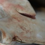 New Obligations and Continuing Challenges in Shark Conservation