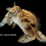 The Origins of Hairy Crabs