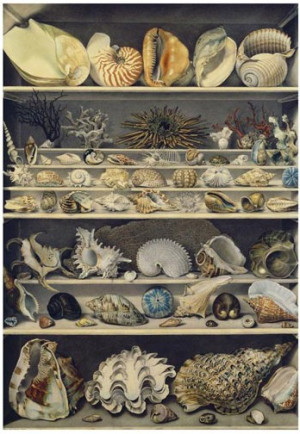 Malacology Collection Alexandre Isidore Leroy de Barde Choix de coquillages c. 1810