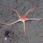 Deep-Sea Creatures Play in the Same Band