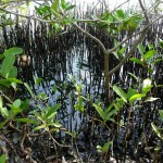 Guest Post: Crude oil insults in the Caribbean