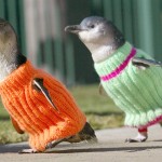 Friday Penguin KEWTNISSS!1!!