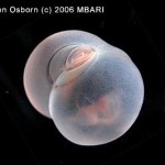 The 27 Best Deep-Sea Species: #26 Pig Butt Worm