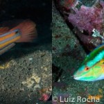 Male, female, or both? When it comes to sex, fishes do it all!