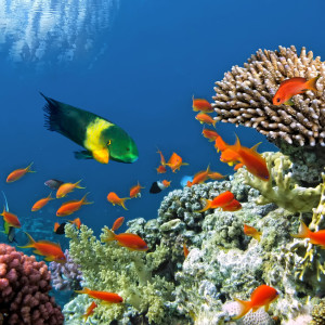 shutterstock_115897093