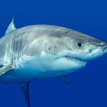 No Honey, there are no sharks in Ontario Lakes