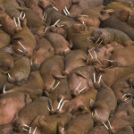 All Walrus. All the time.