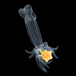 The Plankton Pundit