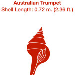 Sleuthing the Largest Snail
