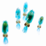 Transparent Specimens
