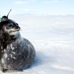 These are a few of my favorite species: Anything with an instrument on it