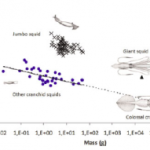 The Tide Pool: Slow Colossal Squid?, Lantern Shark’s Light Switch, Longer is Faster (in Sperm)
