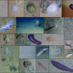 Megafauna and Minerals on the Pacific Abyss