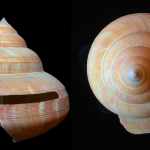Malacology Monthly: Going Deep