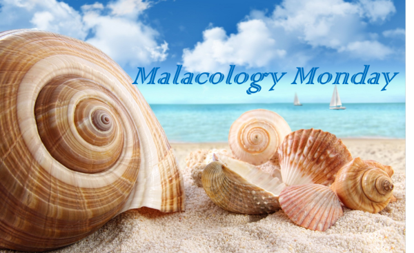 MM Malacology Monday