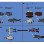 Cloaking Klingon Cephalopods