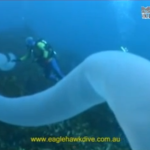 The 60 foot long jet powered animal you’ve probably never heard of