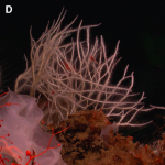 Velcro, romance, and consuming the flesh of crustaceans