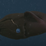 Friday Video: Top 10 deep-sea animals from MBARI