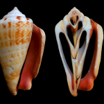 Malacology Monthly: Inside-Out